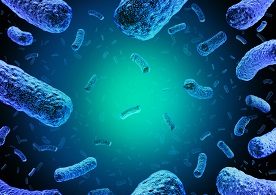 Picture of Listeria monocytogenes